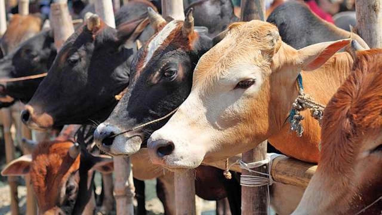Cows Rescued from Slaughter