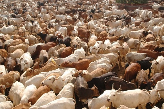 Efforts Against Illegal Transport